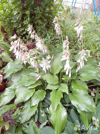 Хоста подорожниковая