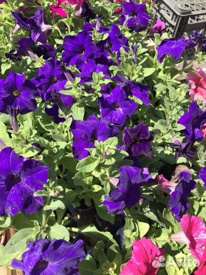 Рассада цветов,овощей