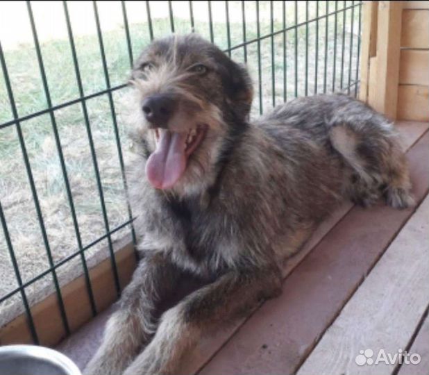 Собака Джема