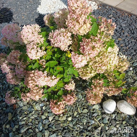 Саженцы декоративных растений