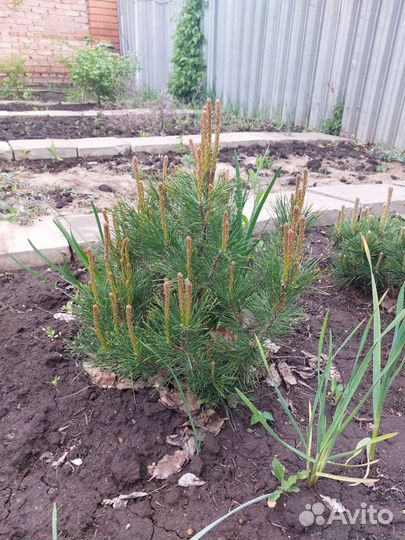 Сосна горная