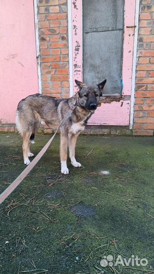 Собака Грейси ищет дом