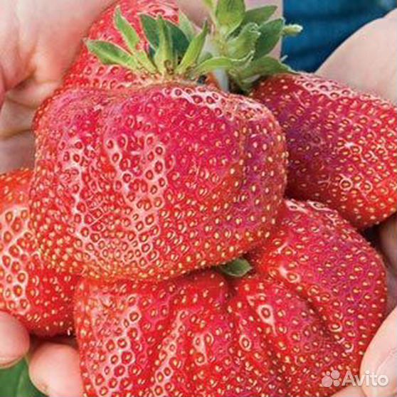Клубника гигант сорта фото отзывы Кэбот клубника описание сорта Фитостудия-63.ру