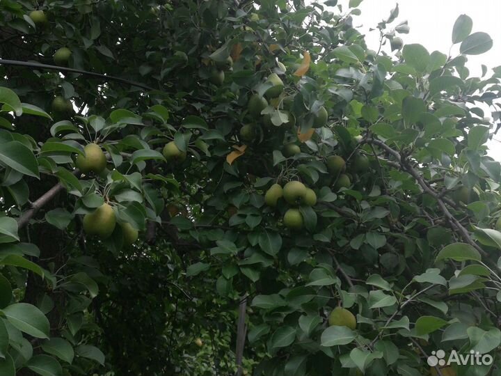 Продам грушу