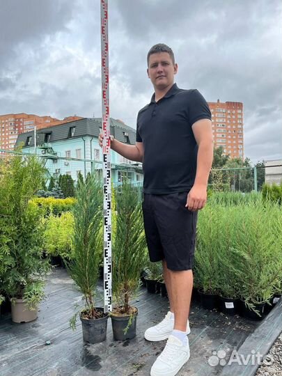 Туя Cмарагд оптом и в розницу