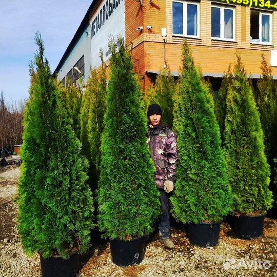 Туя смарагд