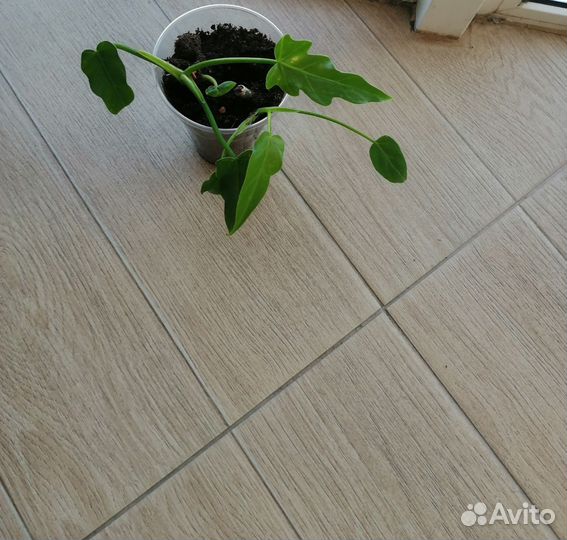 Пуансетия, филодендроны, диффенбахия, каланхоэ