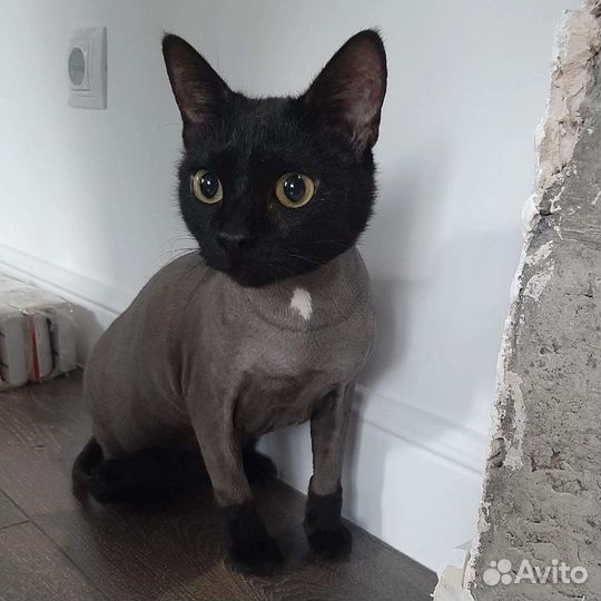 Стрижка кошек и кроликов. Антицарапки. Выезд на до