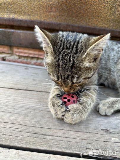 Малышка ищет семью