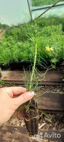 Саженцы сосны обыкновенной зкс оптом