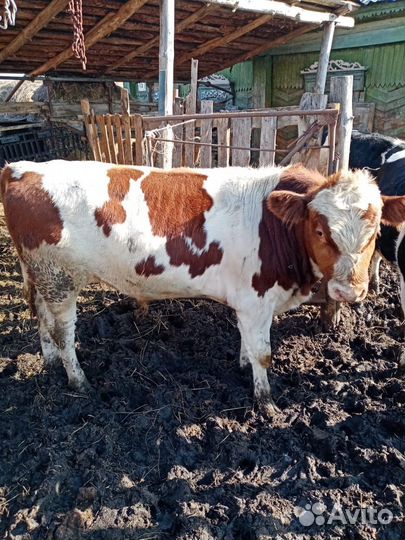 Продам быка и 2х телочек