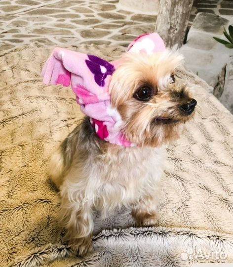 Одежда и товары для маленьких собак