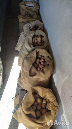 Продам картофель