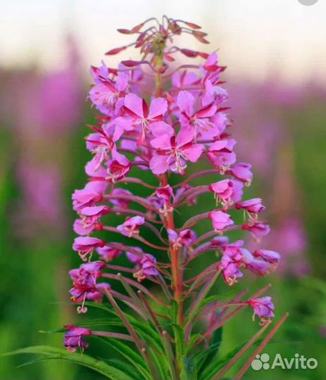 Иван чай ферментированный