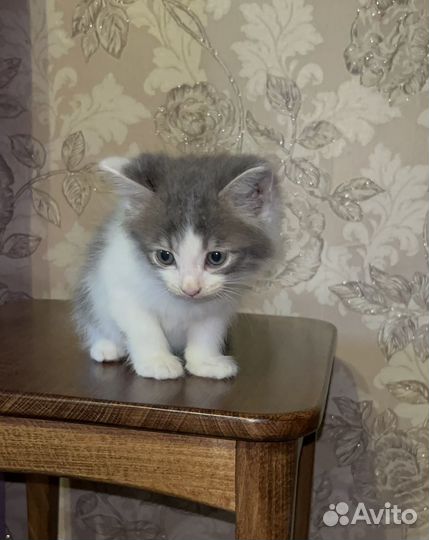 Котята в добрые руки приучены к лотку