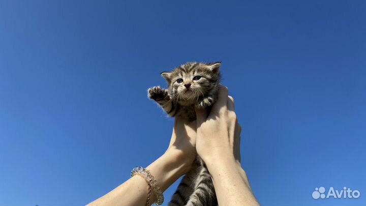 Комочки счастья (Котята)