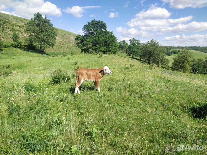 Корова дойная с теленком