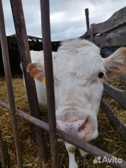 Бычек, девочка