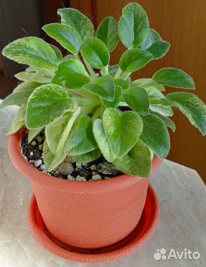 Сенполия полумини