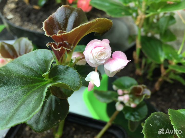 Бегония Беллекония