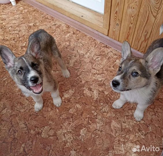 Щенки ищут дом