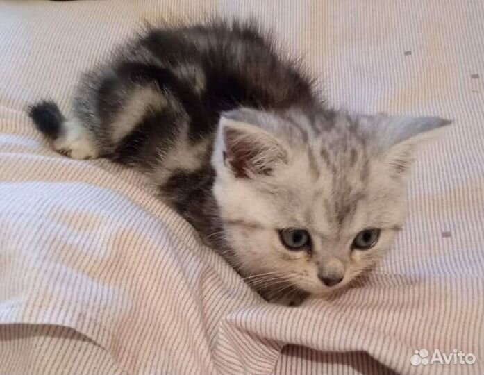 Британская длинношерстная кошка