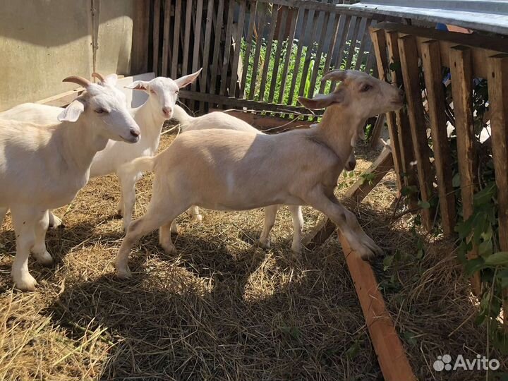 Козлята