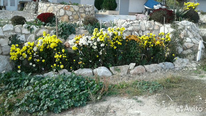 Дубки высокие жёлтые