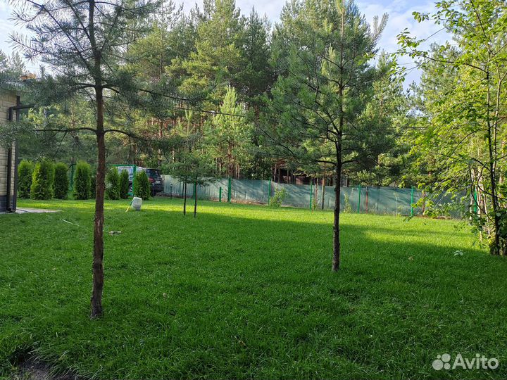Живой газон в рулонах