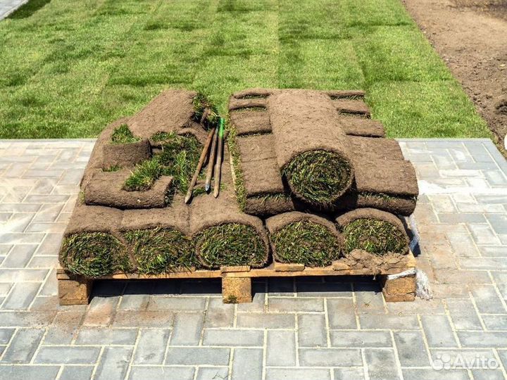 Рулонный газон