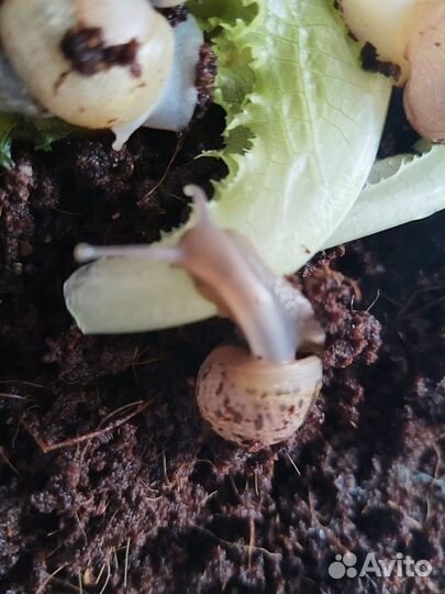 Улитки ахатины