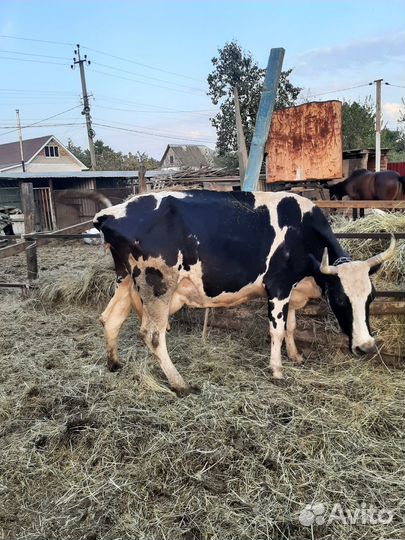 Корова двойная