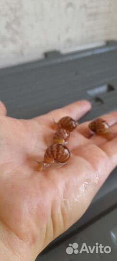 Ахатинские улитки