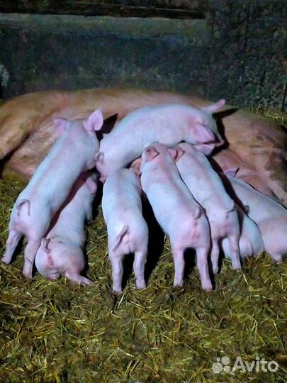 Поросята ландрас-йоркшир