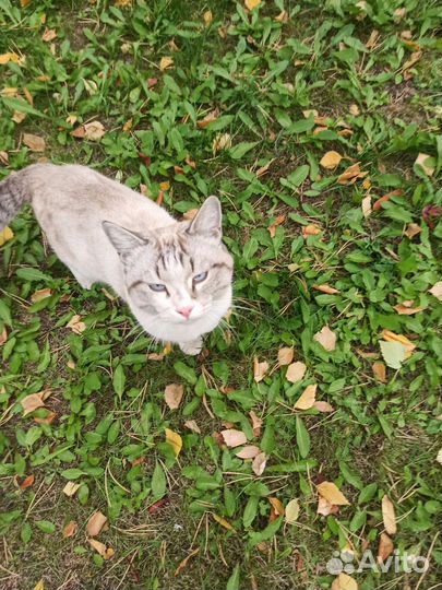 Молодой котик