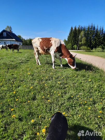 Корова дойная