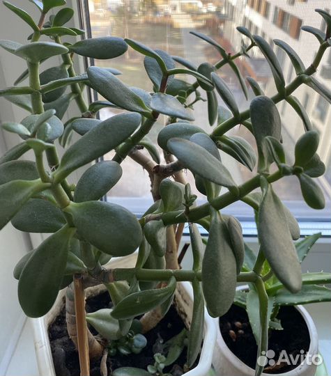 Продам цветы комнатные