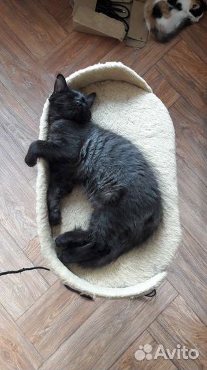 Котенок мальчик в добрые руки