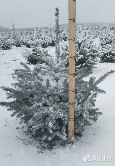 Ель голубая в горшках, оптом