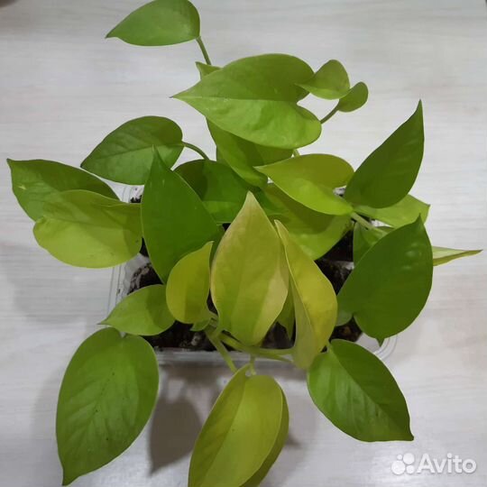 Эпипремнум 8 сортов