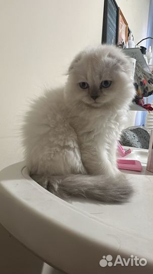 Шотландские вислоухие котята