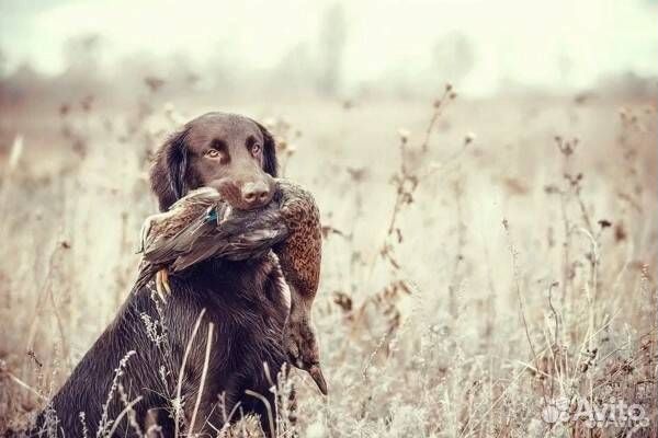 Щенки прямошерстного ретривера (флэта)