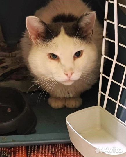 Добрейший кот ищет дом