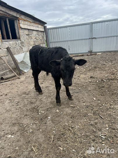 Телочка и бычки