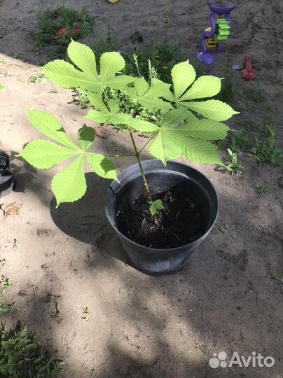 Саженцы каштана