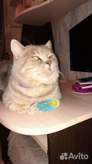 Кот на вязку
