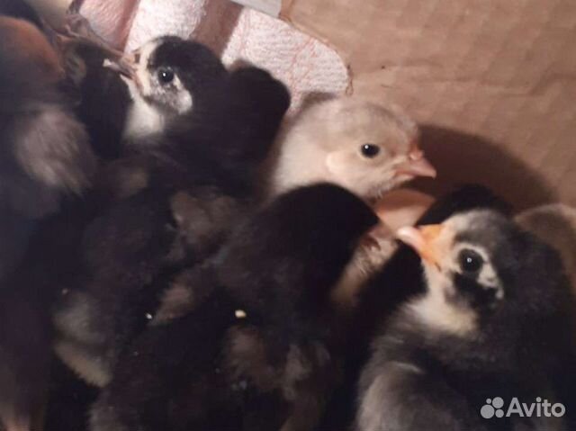 Цыплята Брама