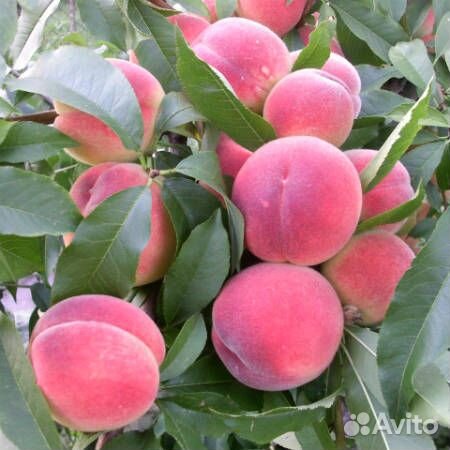 Персик Рич Мэй саженцы