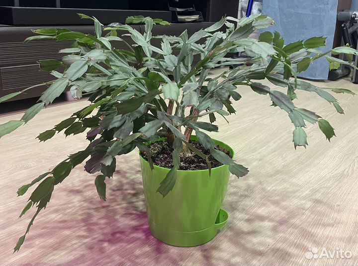 Декабрист шлюмбергера