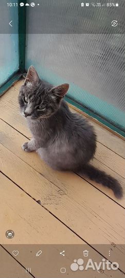 Котята в добрые руки мальчик